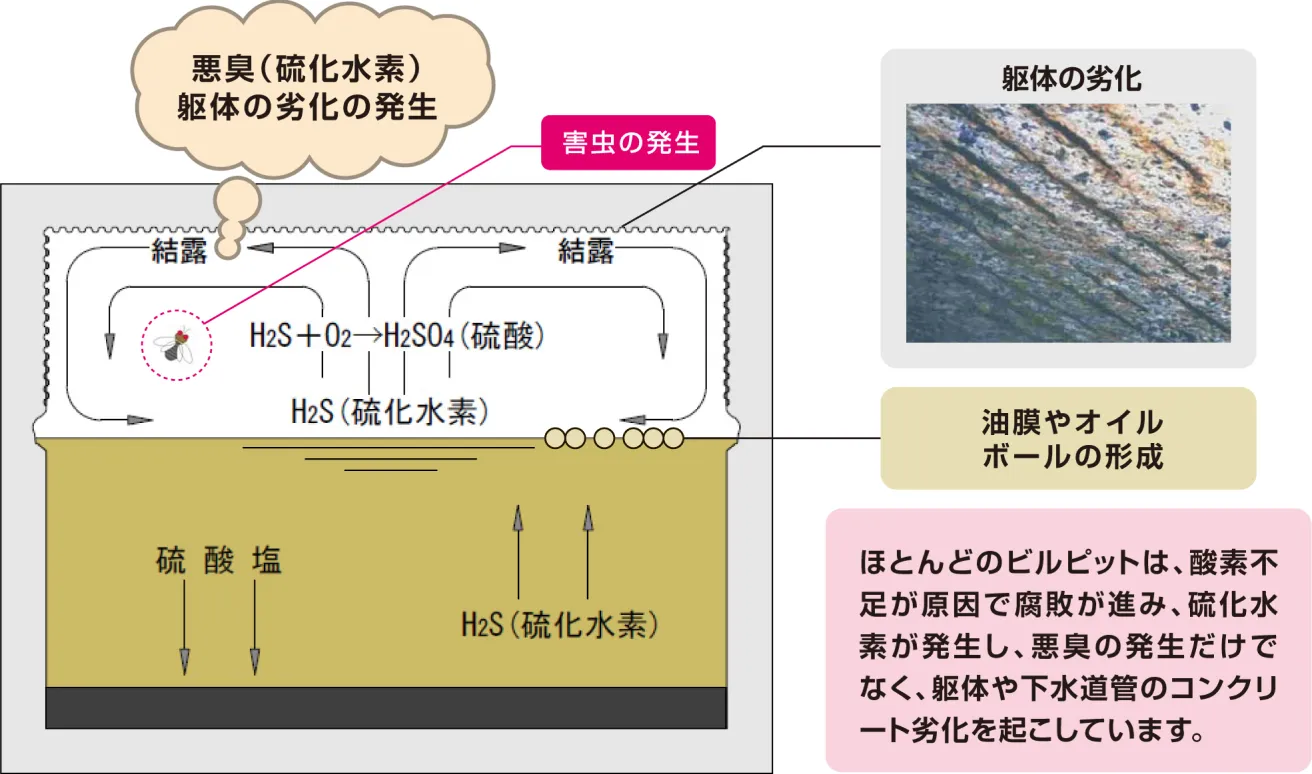 ビルピットの腐敗メカニズム