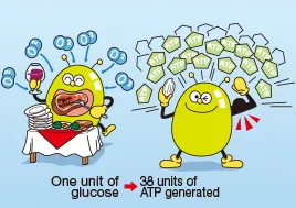 1. Aerobic respiration