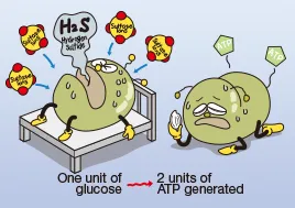 2. Anaerobic respiration