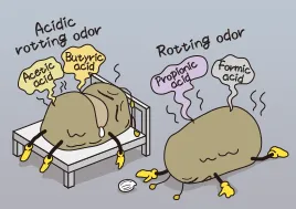 3. Anaerobic fermentation